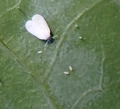 Aleyrodes proletella