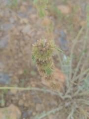 Marrubieae