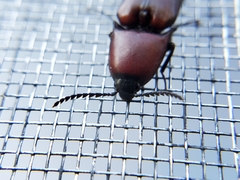 Parallelostethus attenuatus