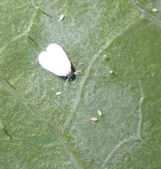 Aleyrodes proletella