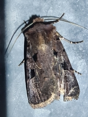 Chersotis rectangula