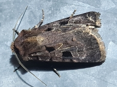 Chersotis rectangula