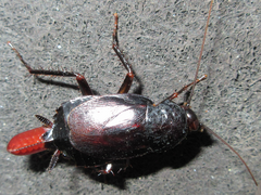 Periplaneta japonica