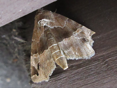 Niphonyx segregata