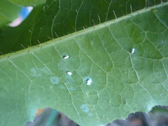 Aleyrodes proletella