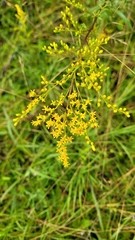 Solidago pinetorum