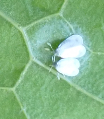 Aleyrodes proletella