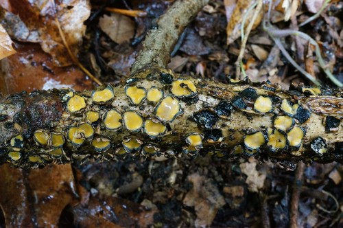 Coccomyces triangularis image