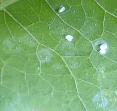 Aleyrodes proletella