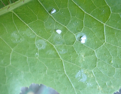 Aleyrodes proletella