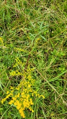 Solidago pinetorum