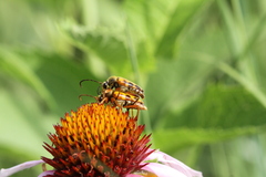 Typocerus octonotatus