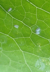 Aleyrodes proletella