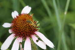 Typocerus octonotatus
