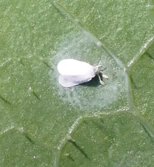 Aleyrodes proletella