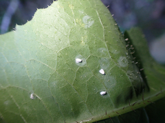 Aleyrodes proletella