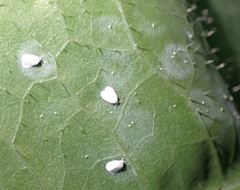 Aleyrodes proletella