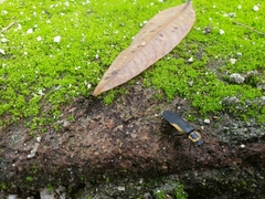 Chauliognathus distinguendus