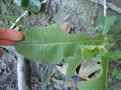 Aleyrodes proletella