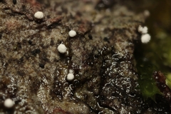Dictyocatenulata alba