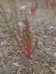 Salicornia rubra
