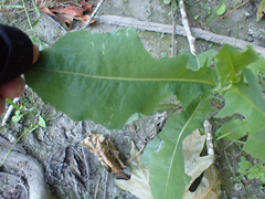 Aleyrodes proletella