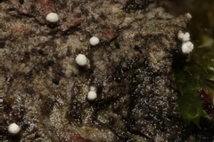 Dictyocatenulata alba