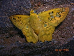 Myscelus