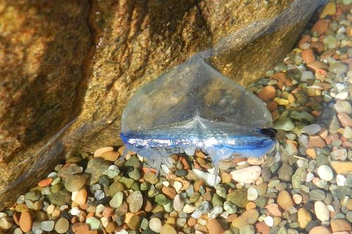 photo of By-the-wind Sailor (Velella velella)