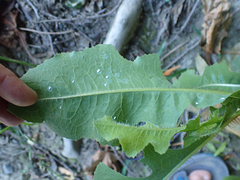 Aleyrodes proletella