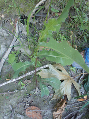 Aleyrodes proletella