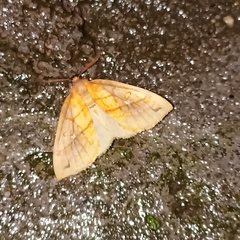 Xanthia rectilineata