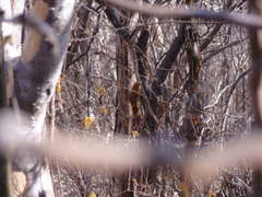 Megaxenops parnaguae