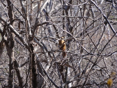 Megaxenops parnaguae