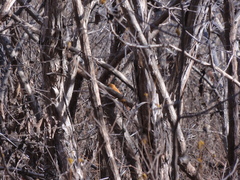 Megaxenops parnaguae