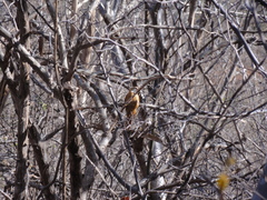 Megaxenops parnaguae