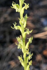 Platanthera colemanii