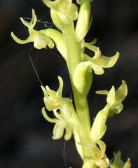 Platanthera colemanii