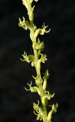 Platanthera colemanii