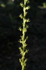 Platanthera colemanii