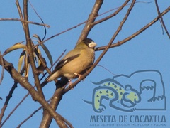 Coccothraustes abeillei