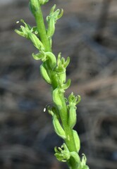 Platanthera colemanii
