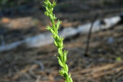 Platanthera colemanii