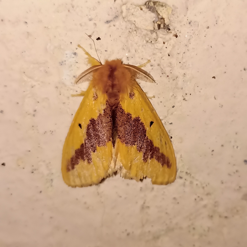 Euproctis varia