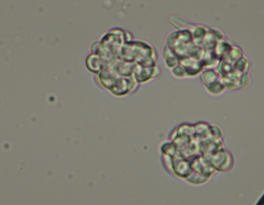 Dictyocatenulata alba