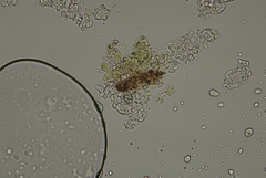 Dictyocatenulata alba