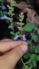 Salvia aequidistans