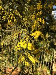 Acacia vestita