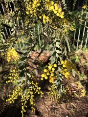 Acacia vestita