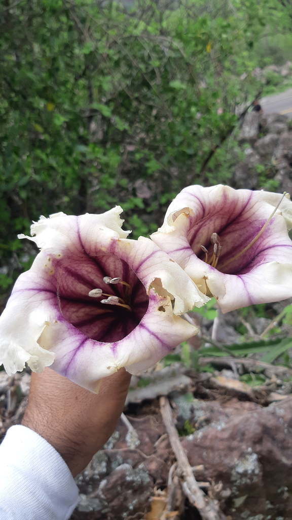 solandra-guerrerensis-botanical-realm